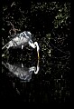 10609-00086-Egrets, General.jpg