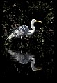 10609-00087-Egrets, General.jpg