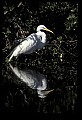 10609-00089-Egrets, General.jpg