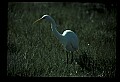10609-00090-Egrets, General.jpg
