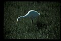 10609-00091-Egrets, General.jpg