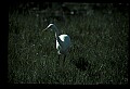 10609-00093-Egrets, General.jpg