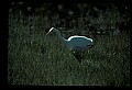 10609-00095-Egrets, General.jpg