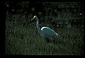 10609-00096-Egrets, General.jpg