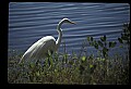 10609-00098-Egrets, General.jpg