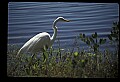10609-00099-Egrets, General.jpg