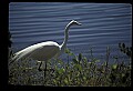 10609-00100-Egrets, General.jpg