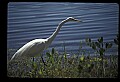 10609-00101-Egrets, General.jpg