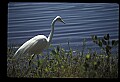 10609-00102-Egrets, General.jpg