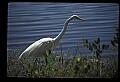 10609-00103-Egrets, General.jpg