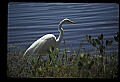10609-00104-Egrets, General.jpg