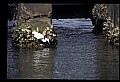 10609-00108-Egrets, General.jpg