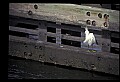 10609-00109-Egrets, General.jpg