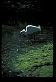 10609-00112-Egrets, General.jpg
