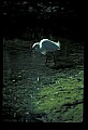 10609-00114-Egrets, General.jpg