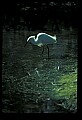 10609-00116-Egrets, General.jpg