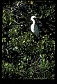 10609-00117-Egrets, General.jpg