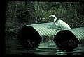 10609-00119-Egrets, General.jpg