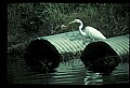 10609-00120-Egrets, General.jpg