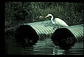 10609-00121-Egrets, General.jpg