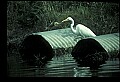10609-00122-Egrets, General.jpg