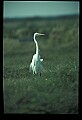 10609-00123-Egrets, General.jpg