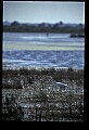 10609-00125-Egrets, General.jpg