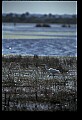 10609-00126-Egrets, General.jpg