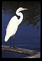 10609-00127-Egrets, General.jpg