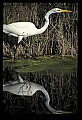 10609-00128-Egrets, General.jpg