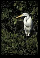 10609-00129-Egrets, General.jpg
