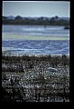 10609-00130-Egrets, General.jpg