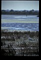 10609-00131-Egrets, General.jpg