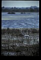 10609-00132-Egrets, General.jpg