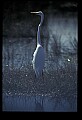 10609-00133-Egrets, General.jpg