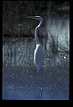 10609-00134-Egrets, General.jpg