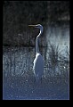 10609-00135-Egrets, General.jpg