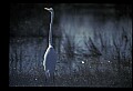 10609-00136-Egrets, General.jpg