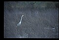 10609-00137-Egrets, General.jpg