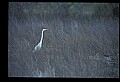 10609-00138-Egrets, General.jpg
