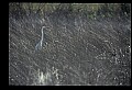 10609-00139-Egrets, General.jpg