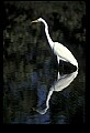 10609-00142-Egrets, General.jpg