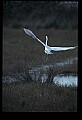 10609-00143-Egrets, General.jpg