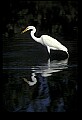 10609-00144-Egrets, General.jpg