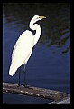 10609-00145-Egrets, General.jpg