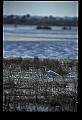 10609-00146-Egrets, General.jpg