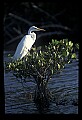 10609-00147-Egrets, General.jpg