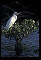 10609-00148-Egrets, General.jpg