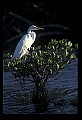 10609-00149-Egrets, General.jpg