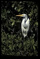 10609-00151-Egrets, General.jpg